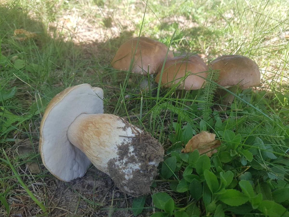 Kurnik Polski Agroturystyka Tykocin Kültér fotó