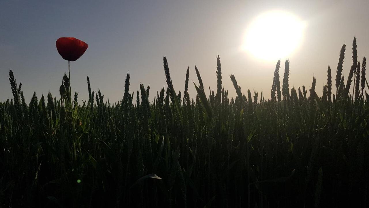 Kurnik Polski Agroturystyka Tykocin Kültér fotó