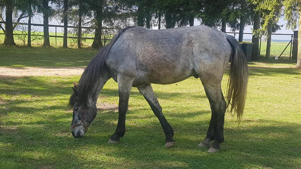 Kurnik Polski Agroturystyka Tykocin Kültér fotó